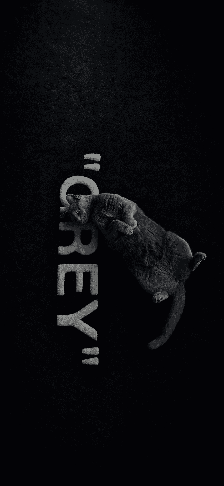 Playful Grey Cat on Dark Texture — phone wallpaper preview