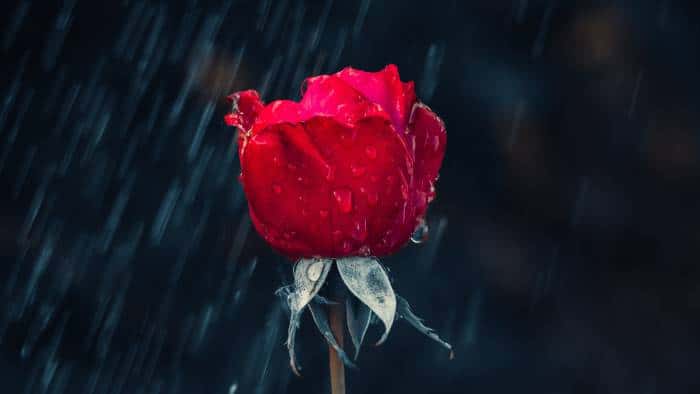 Crimson Rose in Gentle Rain — desktop wallpaper