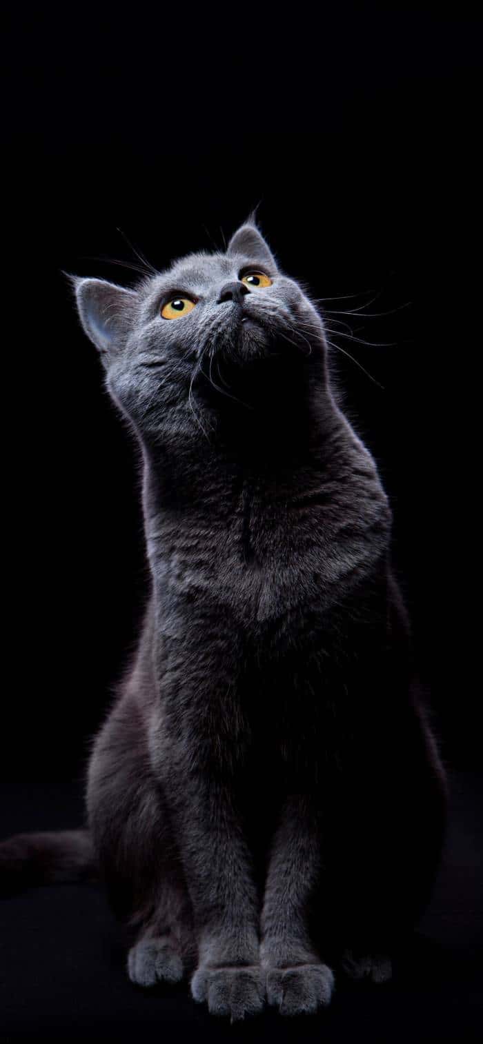Curious Grey Cat Golden Eyes — phone wallpaper