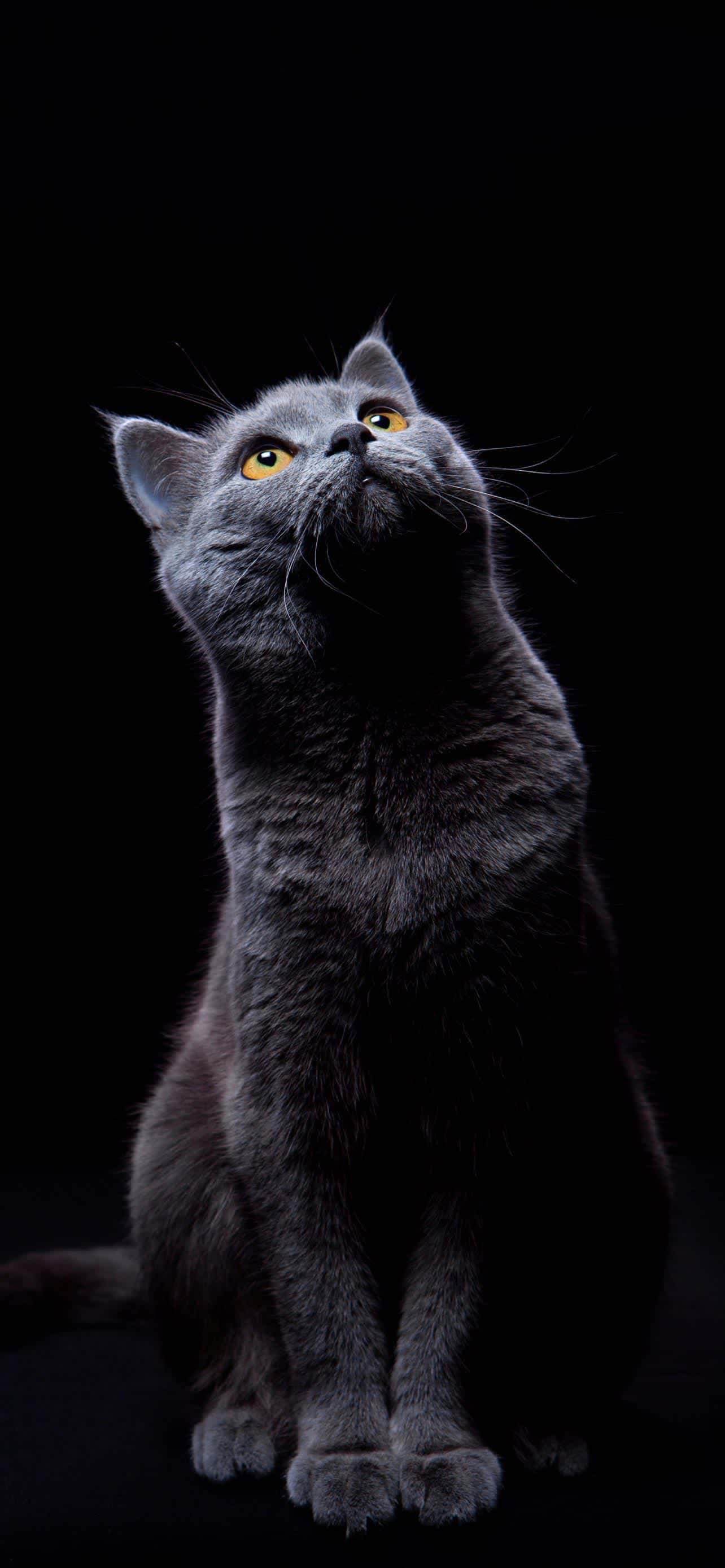 Curious Grey Cat Golden Eyes — phone wallpaper preview